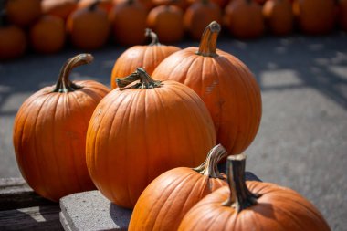 Yeni toplanmış portakallı balkabaklarının kabak desenli kırsal görüntüsü asfalt arka planı ve kopyalama alanı olan güneşli bir yerde..