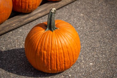 Yeni toplanmış portakal rengi balkabağı büyüklüğündeki kabağın kırsal doku görüntüsü asfalt arka planı ve kopyalama alanı olan güneşli bir yerde..