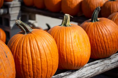 Yeni toplanmış portakallı balkabaklarının kabak desenli kırsal görüntüsü asfalt arka planı ve kopyalama alanı olan güneşli bir yerde..