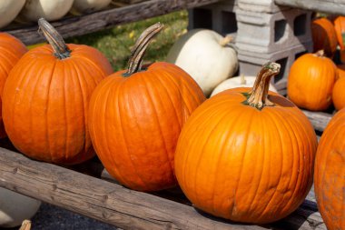 Yeni toplanmış portakallı balkabaklarının kabak desenli kırsal görüntüsü asfalt arka planı ve kopyalama alanı olan güneşli bir yerde..