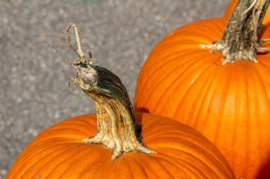 Yeni toplanmış portakal rengi balkabağı büyüklüğündeki balkabaklarını asfalt arka planı ve kopyalama alanı olan güneşli bir konumda kırsal doku görüntüsünü kapat.