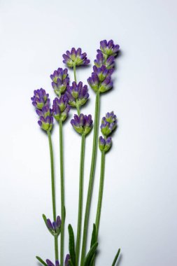 Beyaz zemin üzerinde mor İngiliz lavanta tomurcukları saplarının makro soyut sanat dokusu arka planı, kopyalama alanı