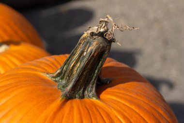 Güneşli bir açık hava pazarında yeni toplanmış tek bir turuncu balkabağının soyut doku arka plan görüntüsünü kapat