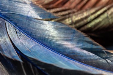 Doğal mavi ve kahverengi tüy dokularının tam çerçeve makro soyut sanat arka planı, çözülmüş arka plan ve kopyalanmış boşluk