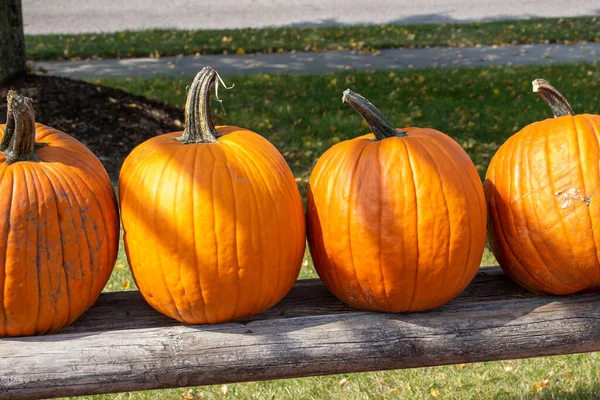 Close Abstract Texture Background View Freshly Harvested Orange Pumpkins Sunny — Stock Photo, Image