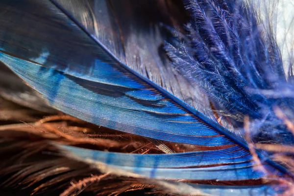 Full Frame Macro Abstract Art Background Natural Blue Feather Textures — Stock Photo, Image