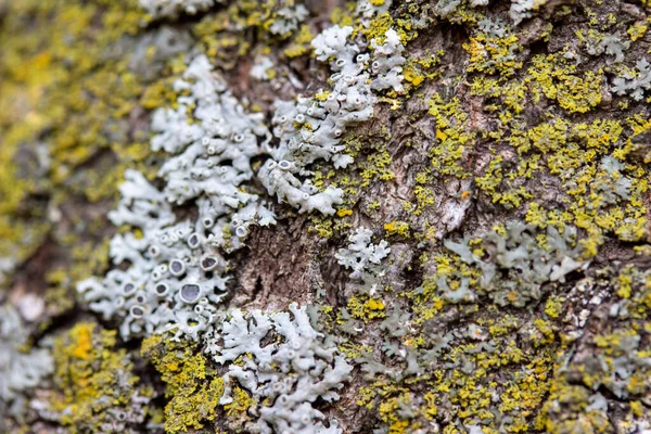 桜の樹皮に苔と地色のテクスチャの完全なフレームマクロ抽象的な背景 — ストック写真