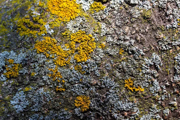 Arrière Plan Macro Abstrait Plein Cadre Textures Mousse Lichen Sur — Photo