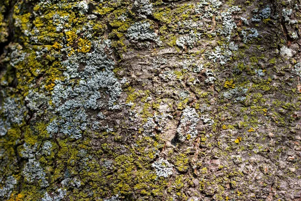 Arrière Plan Macro Abstrait Plein Cadre Textures Mousse Lichen Sur — Photo