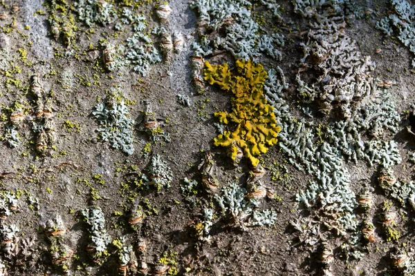 Arrière Plan Macro Abstrait Plein Cadre Textures Mousse Lichen Sur — Photo