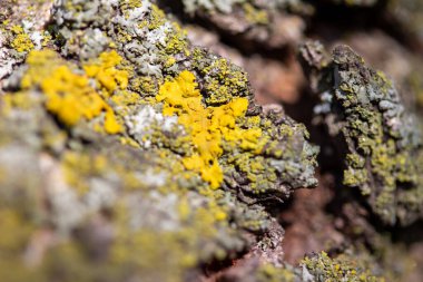 Bir kiraz ağacının kabuğunda yosun ve liken dokusunun tam kare makro arkaplanı