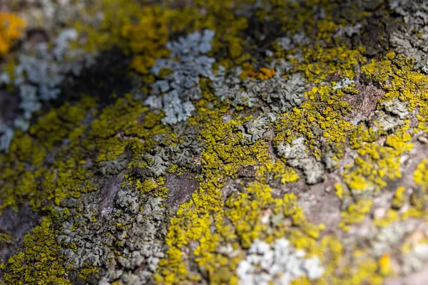 Full Frame Macro Abstract Background Moss Lichen Textures Bark Cherry — Stock Photo, Image