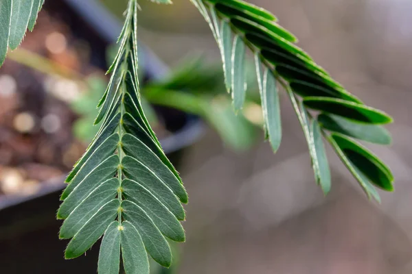 Mimosa Pudica 양치식물에 매크로 추상적 터치에 자극되면 빠르게 근접하고 이라고도 — 스톡 사진