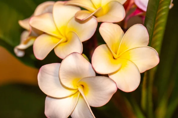 Vue Macro Abstraite Fleurs Blanches Jaunes Plumeria Frangipani Déconcentrées Dans — Photo