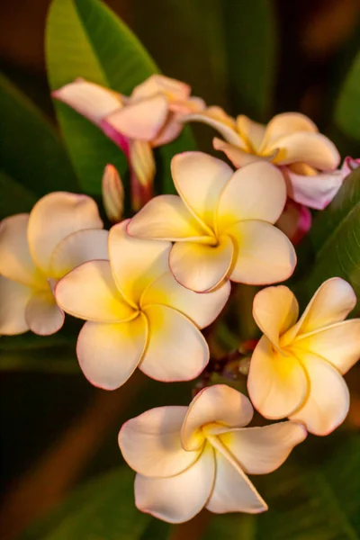 Vue Macro Abstraite Fleurs Blanches Jaunes Plumeria Frangipani Déconcentrées Dans — Photo