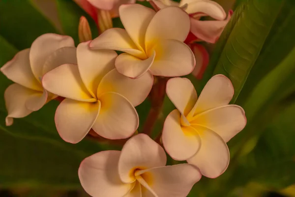 Macro Visão Abstrata Flores Desfocadas Plumeria Branca Amarela Frangipani Ambiente — Fotografia de Stock