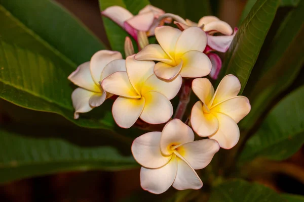 Makro Absztrakt Kilátás Disszidált Virágzó Fehér Sárga Pluméria Frangipani Virágok — Stock Fotó