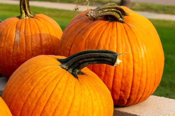 Vista Cerca Textura Las Grandes Calabazas Halloween Anaranjadas Maduras Una —  Fotos de Stock