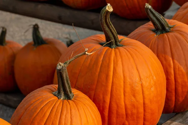 Vista Cerca Textura Las Grandes Calabazas Halloween Anaranjadas Maduras Una —  Fotos de Stock