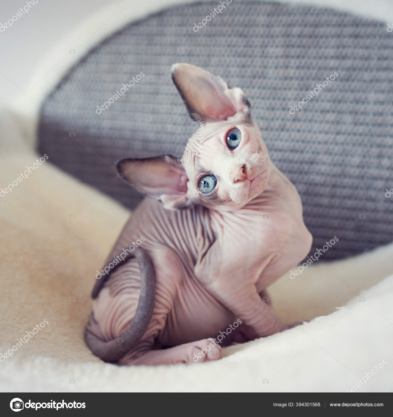 Chaton Sans Poils Avec Grands Yeux Bleus Regarde Autour Portrait Image Libre De Droit Par Yasmins World C Chaton Sans Poils Avec Grands Yeux Bleus Regarde Autour Portrait Image Libre De Droit Par Yasmins World C
