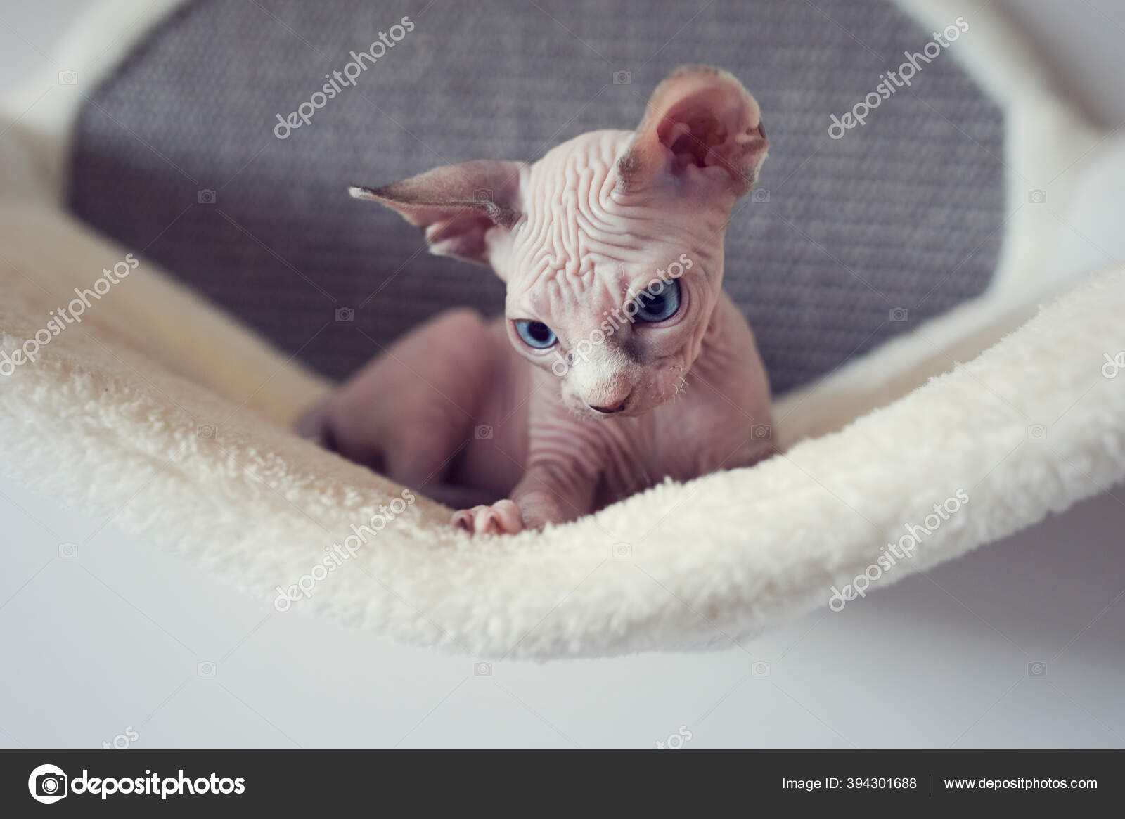 Chaton Sans Poils Avec Grands Yeux Bleus Regarde Autour Portrait Image Libre De Droit Par Yasmins World C