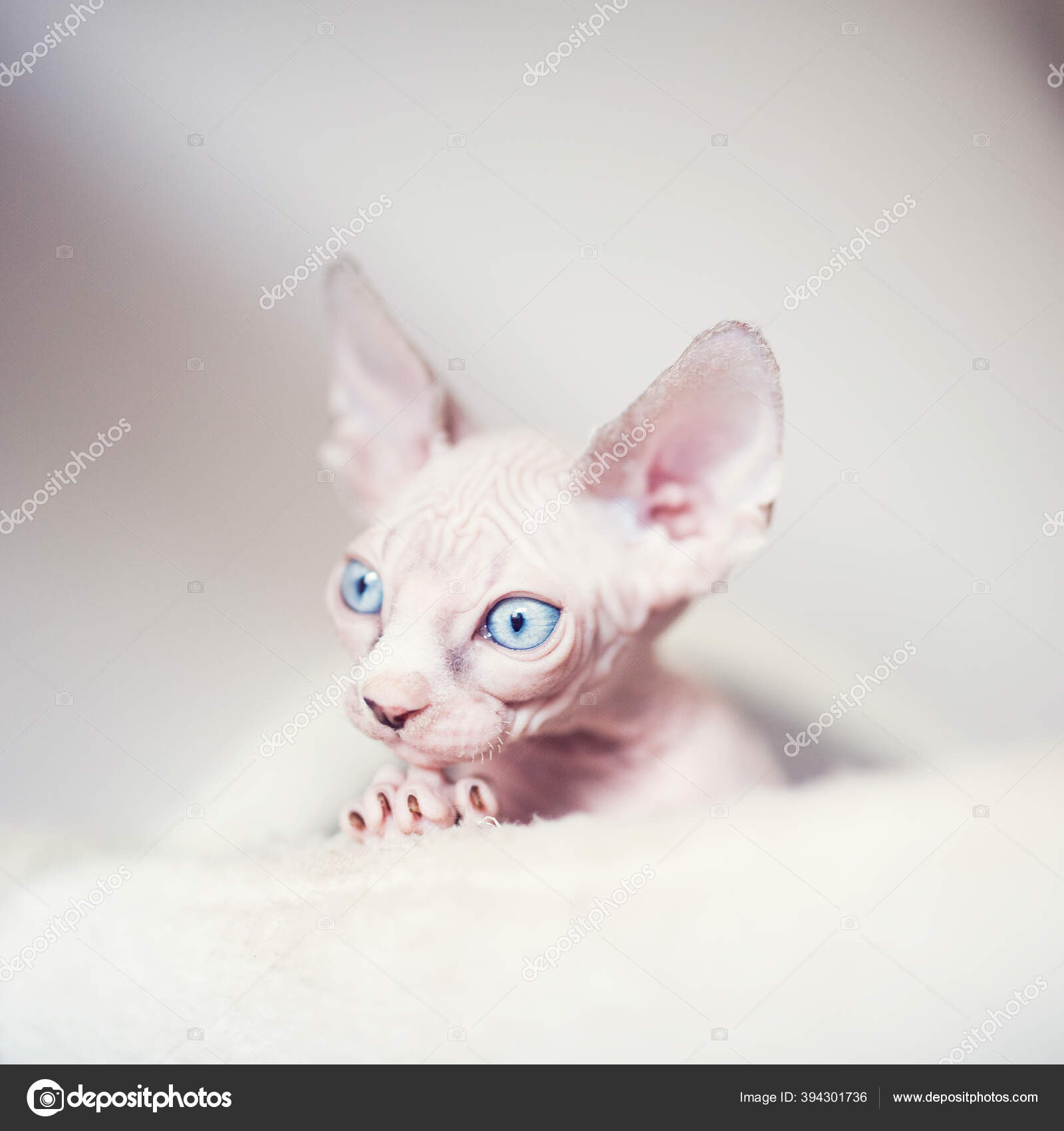 Chaton Sans Poils Avec Grands Yeux Bleus Regarde Autour Portrait Image Libre De Droit Par Yasmins World C Chaton Sans Poils Avec Grands Yeux Bleus Regarde Autour Portrait Image Libre De Droit Par Yasmins World C