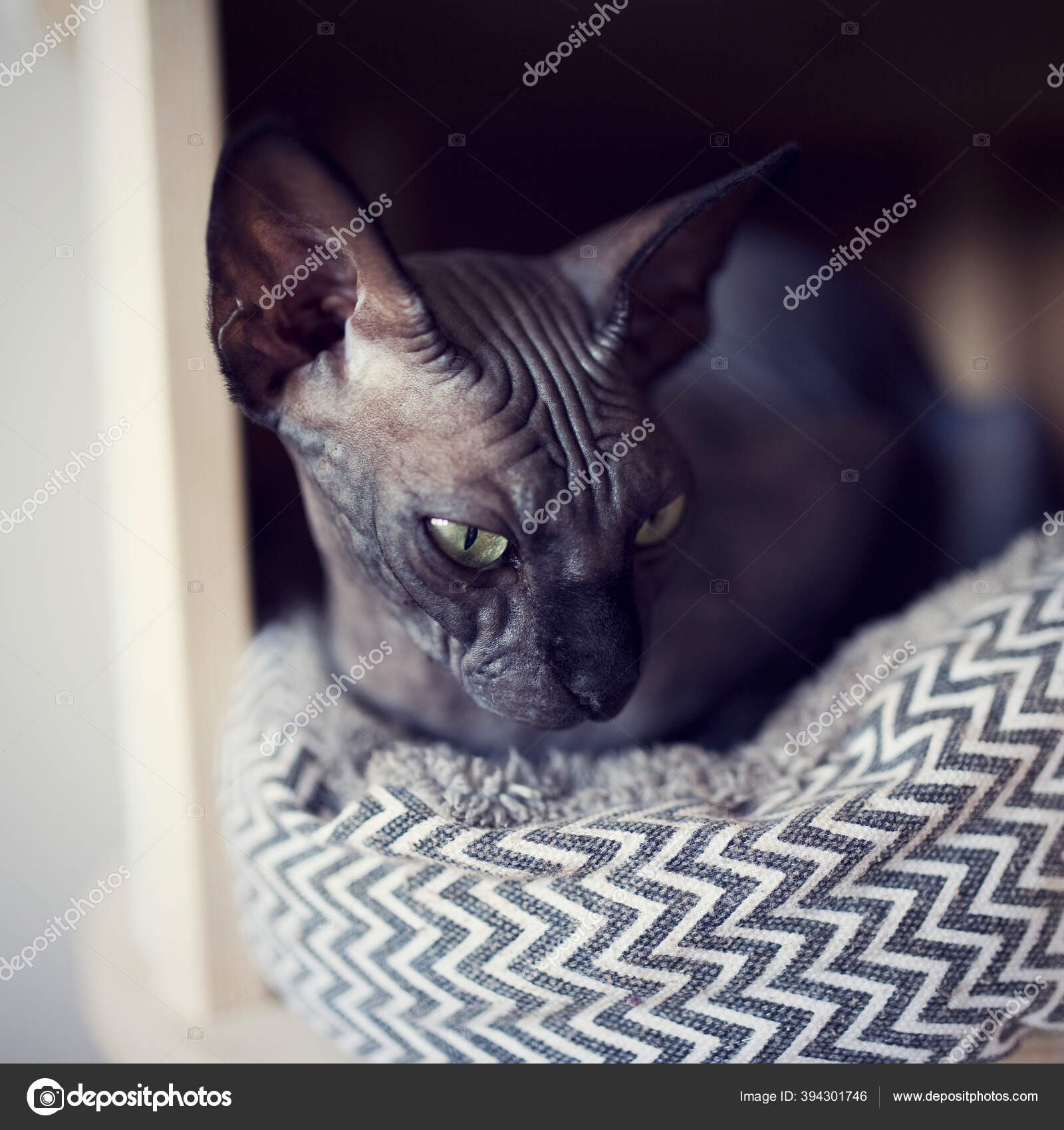 Beau Chat Sphynx Noir Reposant Dans Une Taniere Sans Poils Image Libre De Droit Par Yasmins World C Beau Chat Sphynx Noir Reposant Dans Une Taniere Sans Poils Image Libre De Droit Par Yasmins World C