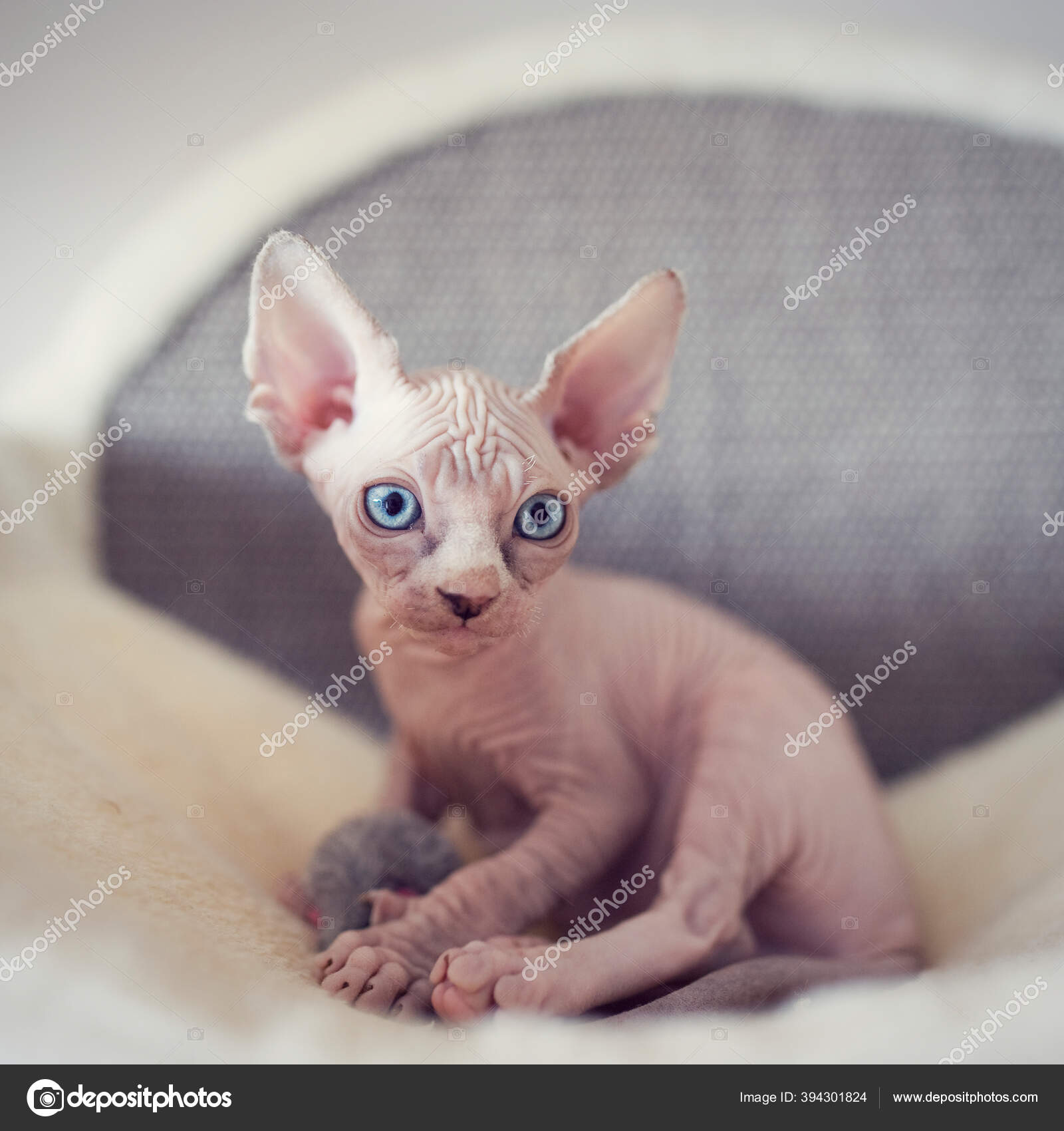 Chaton Sans Poils Avec Grands Yeux Bleus Regarde Autour Portrait Image Libre De Droit Par Yasmins World C