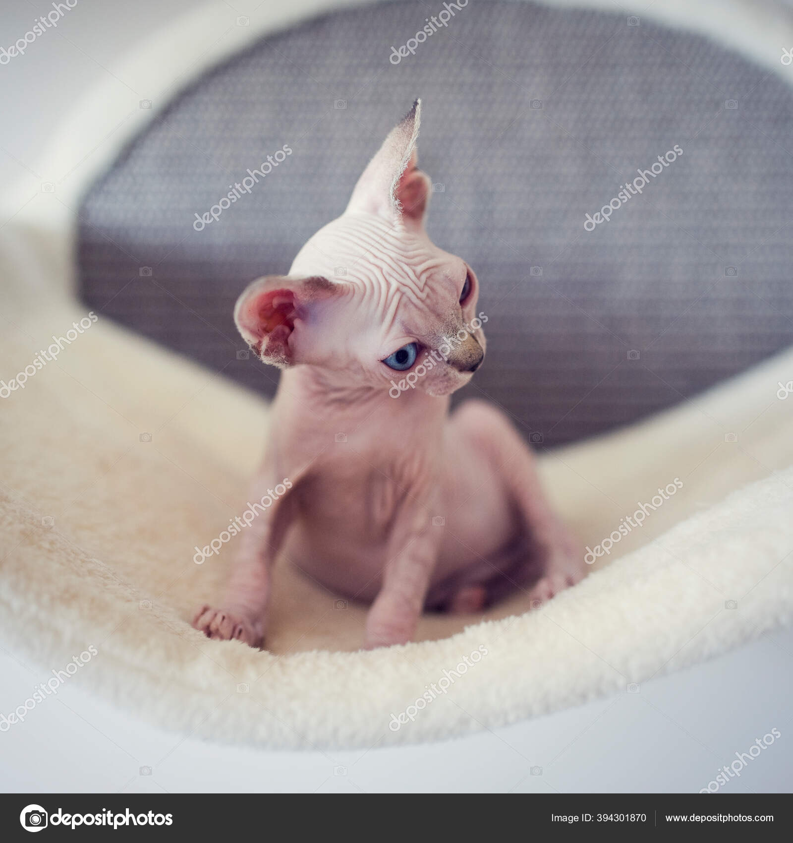 Chaton Sans Poils Avec Grands Yeux Bleus Regarde Autour Portrait Image Libre De Droit Par Yasmins World C Chaton Sans Poils Avec Grands Yeux Bleus Regarde Autour Portrait Image Libre De Droit Par Yasmins World C