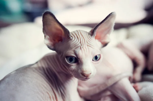 Tired sleepy kitten looking to camera. Portrait sphynx young cat in bed. Naked hairless domestic cat breed with beautiful blue eyes. Small sweet kitty.