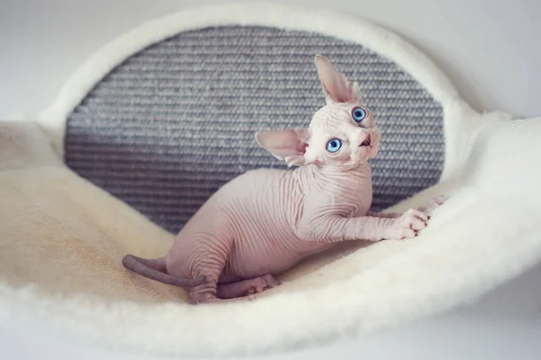 Chaton Sans Poils Avec Grands Yeux Bleus Regarde Autour Portrait Image Libre De Droit Par Yasmins World C Chaton Sans Poils Avec Grands Yeux Bleus Regarde Autour Portrait Image Libre De Droit Par Yasmins World C