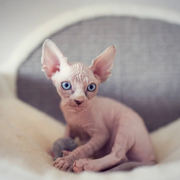 Hairless Kitten Big Blue Eyes Looks Portrait Sphynx Young Cat — Stock Photo, Image