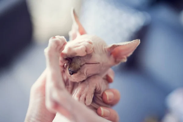 Sphynx kedisi gri battaniyede uyur. Çıplak, tüysüz, alerjik olmayan, büyük kulaklı evcil kedi. Küçük yorgun tatlı kedi elinde.
