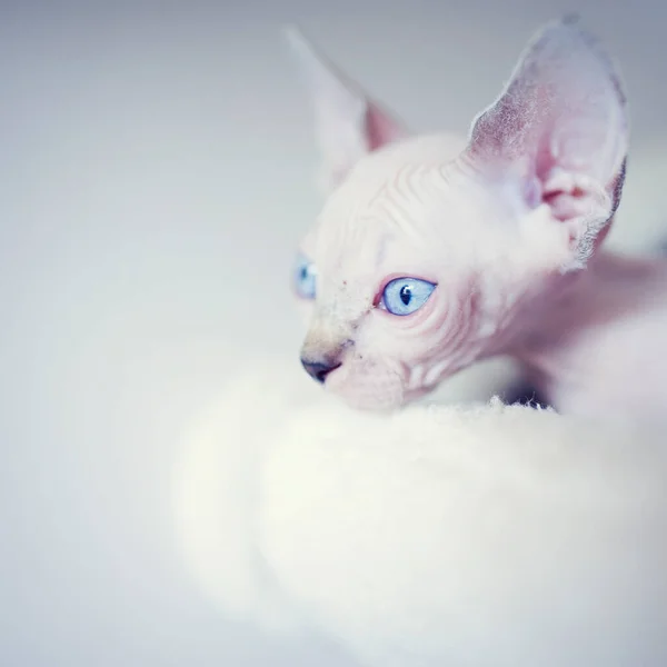 Büyük mavi gözlü tüysüz kedi yavrusu etrafına bakıyor. Portre sfenks genç kedi. Çıplak, tüysüz, alerjik olmayan, büyük kulaklı evcil kedi. Küçük tatlı kedicik.
