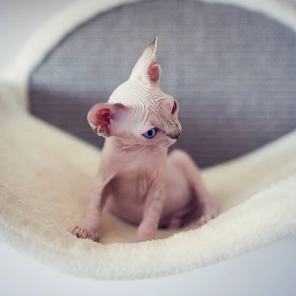 Hairless Kitten Big Blue Eyes Looks Portrait Sphynx Young Cat — Stock Photo, Image