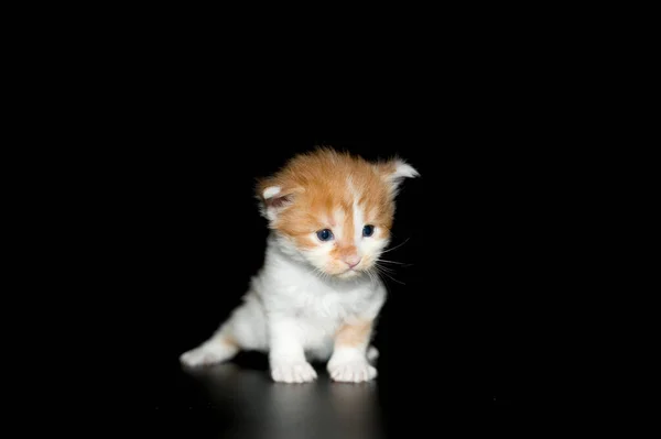 Küçük kedi maine rakun kedi cinsi. Birkaç haftalık kör ve sağır bir kedi yavrusu. En popüler büyük kedi cinsi..
