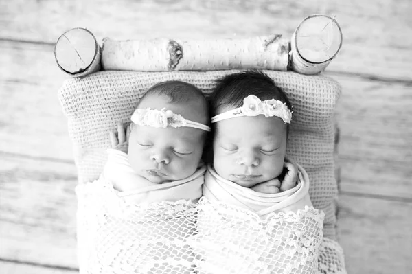 Yeni doğan ikizler huş ağacının altında uyuyorlar. Doğuştan kardeş sevgisi. Kız kardeşler birlikte yatar. Siyah beyaz resim