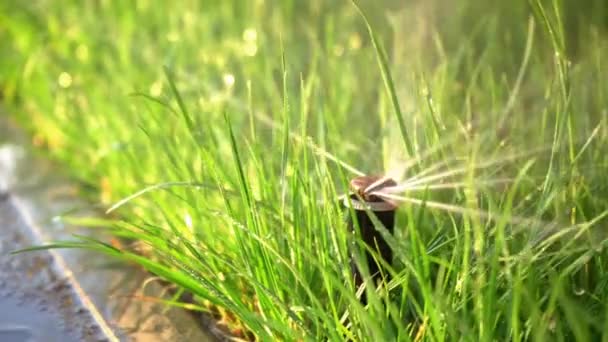 近くの庭の草の水まき 緑の公園 散水芝生 花や木のスプリンクラーヘッド回転で動作する完全な自動散水灌漑システムで活性化スマートガーデン — ストック動画