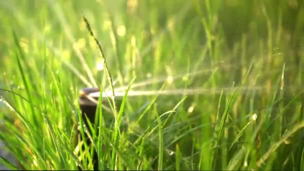 Zbliżenie Garden Grass Watering Inteligentny Ogród Pełnym Automatycznym Systemem Nawadniania — Wideo stockowe