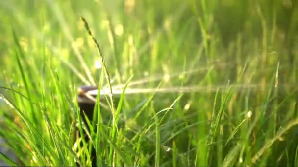 Fermer Jardin Herbe Arrosage. Jardin intelligent activé avec système d'arrosage entièrement automatique fonctionnant dans un parc verdoyant, arrosage de pelouse, fleurs et arbres rotation de la tête de l'arroseur