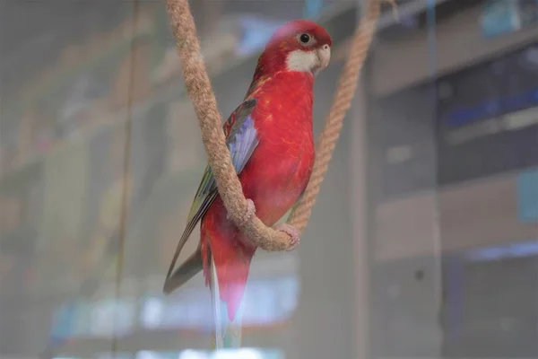 Nagy Rózsaszín Rozella Platycercus Elegans Papagáj Egy Kötélen Egy Kisállat — Stock Fotó