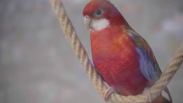 Grande Rosa Rosella Platycercus Elegans Papagaio Situado Uma Corda Uma — Vídeo de Stock