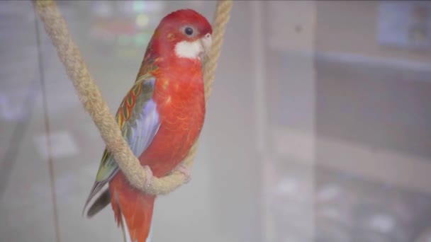 Velká Růžová Rosella Platycercus Elegans Papoušek Sedí Provaze Pet Shope — Stock video