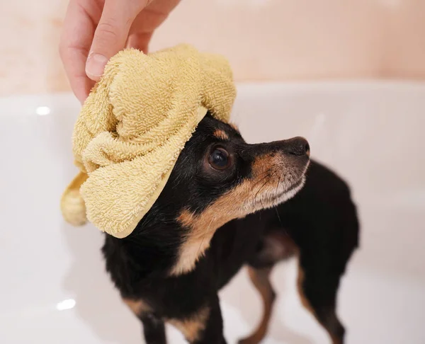 Portrait of a small black dog Toy Terrier with a yellow bath towel on his head. Washing and caring for the dog.Close-up.