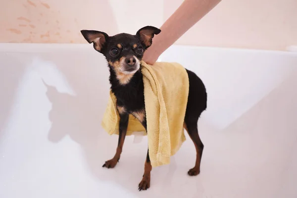 Pequeno Cão Preto Toy Terrier Com Uma Toalha Banho Amarela — Fotografia de Stock