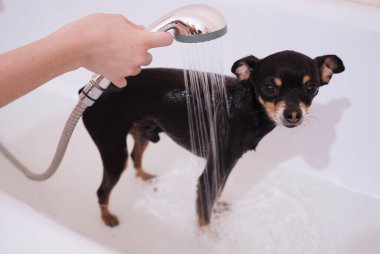 Küçük siyah köpek Oyuncak Terrier duşta. Yıkama ve köpek bakımı. Yakın plan, seçici odaklanma..