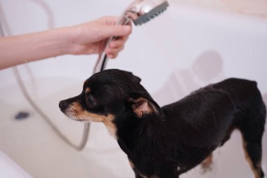 Küçük siyah köpek Oyuncak Terrier duşta. Yıkama ve köpek bakımı. Yakın plan, seçici odaklanma..