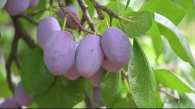 Yaz bahçesinde ağaçta taze, mavi erikler. Yakın plan..