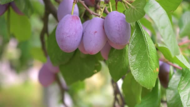 Ciruelas Azules Maduras Frescas Árbol Jardín Verano Close — Vídeos de Stock