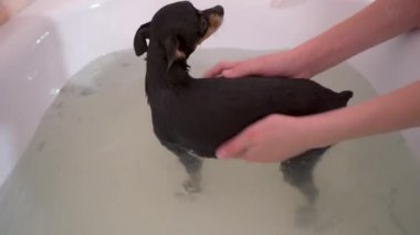 Banyoda titreyen küçük siyah oyuncak teriyer köpeği. Köpeği yıkıyor ve onunla ilgileniyordu. Köpeğin içinde palto vardı. Yakın plan.